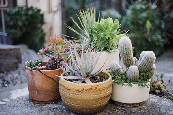 Variety of potted plants including cacti and succulents representing that we are all individuals with our own growth patterns.